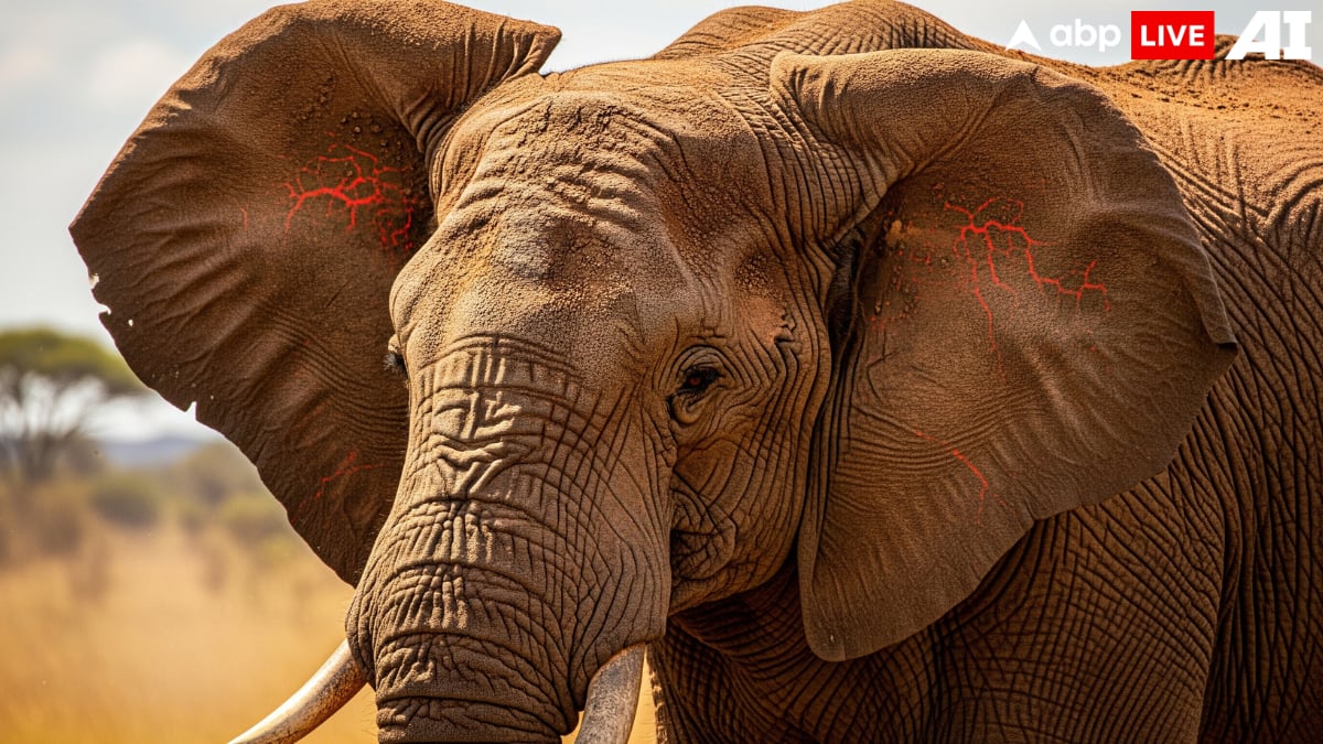 (Image Source: ABPLIVE AI)