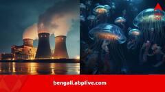 সাগর পেরিয়ে অতর্কিতে হানা দিল ঝাঁক ঝাঁক জেলিফিশ, বন্ধ হয়ে গেল গোটা পরমাণু কেন্দ্র