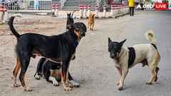 10 लाख आवारा कुत्ते, 2000 शेल्टर होम चाहिए... दिल्ली-NCR में स्ट्रीट डॉग्स को लेकर दिए सुप्रीम कोर्ट के आदेश में क्या-क्या चुनौतियां?