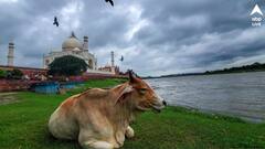 গরুকে জাতীয় পশু ঘোষণার কোনও পরিকল্পনা নেই : সংসদে জানাল কেন্দ্র