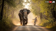 हरिद्वार में 4 दिन में दो हाथियों की मौत से हड़कंप, वन विभाग ने शुरू की कार्रवाई