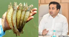 डोनाल्ड ट्रम्पनी भारतातील मत्स्य उत्पादनांवरील कर 16 टक्क्यांवरुन 60 टक्के केला, नितेश राणेंनी सांगितला उपाय