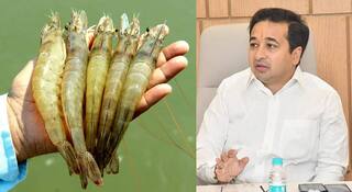 Nitesh Rane : भारतीयांनी कोळंबी खाण्याचे प्रमाण वाढवावे; डोनाल्ड ट्रम्प यांच्या टॅरिफ अस्त्रावर नितेश राणेंचा उतारा