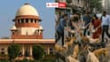 Stray Dogs: వీధి కుక్కల సమస్య - సుప్రీంకోర్టు ఆదేశాలపై భిన్నాభిప్రాయాలు- నెటిజన్ల రియాక్షన్ ఇదిగో