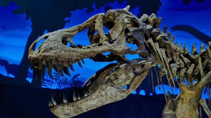 वैज्ञानिकों ने टी-रेक्स डायनासोर के फॉसिल स्कॉटी में ब्लड वेसल्स की खोज की है. यह फॉसिल कनाडा के रॉयल सास्काचेवान म्यूजियम में रखा हुआ था.