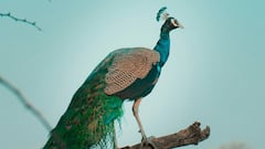 स्वप्नात मोर दिसण्याचा अर्थ काय? जाणून घ्या!