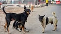 Stray Dogs Must Be Vaccinated, Released In Same Area: Supreme Court Modifies Previous Order