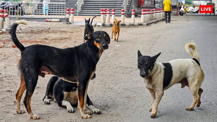 Stray Dogs to Be Vaccinated and Released In Same Area: Supreme Court Stray Dogs to Be Vaccinated and Released In Same Area: Supreme Court