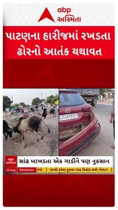 Patan news: પાટણના હારીજમાં રખડતા ઢોરનો આતંક યથાવત