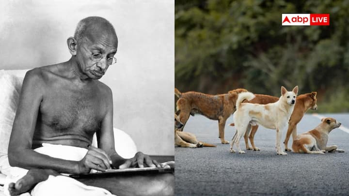 Stray Dogs Case In Delhi NCR: महात्मा गांधी सत्य अहिंसा के प्रतीक माने जाते हैं ने 1926 में 60 पागल कुत्तों को मारने का समर्थन किया था. इसका कारण था कि वे कुत्ते लोगों की जान के लिए खतरा बन गए थे.