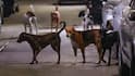 SC Questions Early Removal Of Stray Dogs Before Order Became Public, Reserves order
