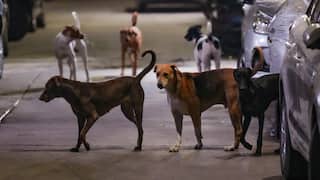 SC Questions Early Removal Of Stray Dogs Before Order Became Public, Reserves order