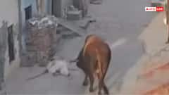 Video: रास्ते में चल रहे बुजुर्ग को सांड ने कई फीट हवा में उछाला, वीडियो देख सहम जाएंगे आप!