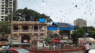 Dadar Kabutar Khana: दादर कबुतरखाना बंद केल्यानंतर जैन समाजाचं महत्त्वाचं पाऊल, कबुतरांना खाणं घालण्यासाठी शोधली नवी जागा