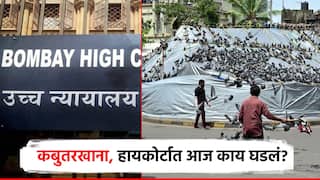 पक्ष्यांना रस्त्यावर खाद्य दिलं जाऊ शकत नाही; हायकोर्टाचे स्पष्ट मत, कबुतरखान्यासंदर्भात न्यायालयात आज काय घडलं?