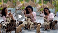 गोंडस पिल्लांसोबतचा खास व्हिडीओ शेअर करताना रिंकू राजगुरुकडून इंग्लिश कॅप्शन, नेटकऱ्यांच्या कमेंट्सने लक्ष वेधलं