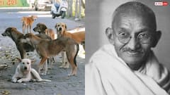 कम पाप को चुनना पड़ेगा, ताकि बड़े पाप से बच सकें, 60 आवारा कुत्तों को जान से मारने की बात पर क्यों ऐसा बोले थे महात्मा गांधी?