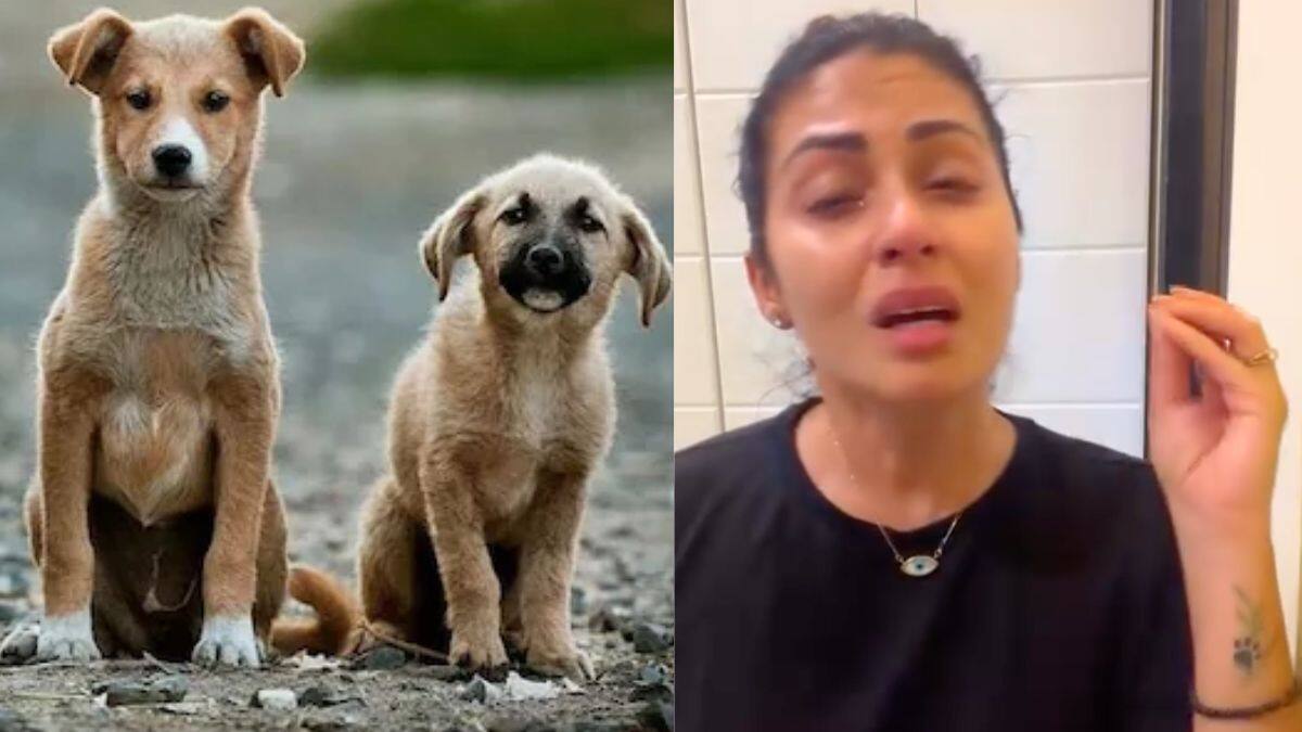 நாடே வெட்கப்பட வேண்டும்..மொத்தமா கொல்லப் போறாங்க...கதறி அழுத நடிகை சதா..வைரல் வீடியோ