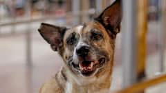 Chief Justice Agrees To Review SC Decision On Stray Dogs: 'I Will Look Into This'