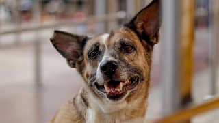 Chief Justice Agrees To Review SC Decision On Stray Dogs: 'I Will Look Into This'