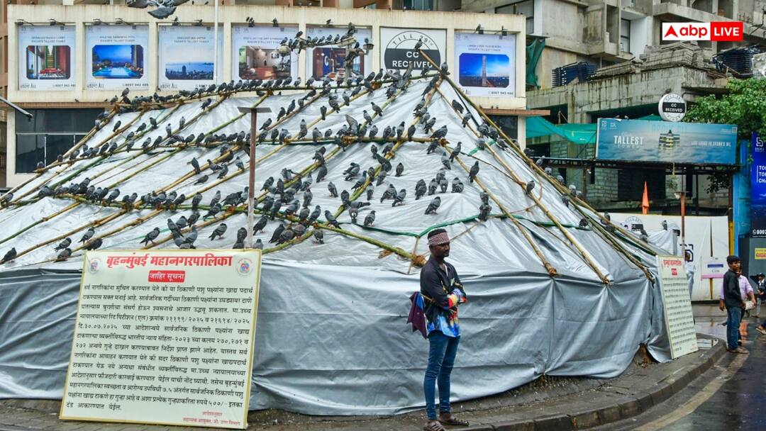 मुंबई: कबूतरों को दाना डालने के मामले में बड़ी खबर, BMC ने हाई कोर्ट में कहा- हम शर्तों के साथ तैयार Mumbai Pigeon Feeding Row: BMC Statement In High Court On kabootar khana In Mumbai मुंबई: कबूतरों को दाना डालने के मामले में बड़ी खबर, BMC ने हाई कोर्ट में कहा- हम शर्तों के साथ तैयार
