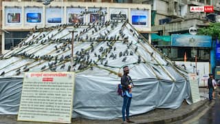 मुंबई: कबूतरों को दाना डालने के मामले में बड़ी खबर, BMC ने हाई कोर्ट में कहा- हम शर्तों के साथ तैयार