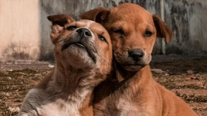 एक पागल कुत्ते को मारना न्यूनतम हिंसा है. अगर कोई जंगल में रहता है तो वह हिंसा नहीं करेगा, लेकिन अगर कोई शहर में रहता है तो उसके लिए अहिंसा का सिद्धांत विरोधाभास की स्थिति होगी. क्योंकि शहर में रहने वाले लोगों की रक्षा की भी बात होती है. अगर वह कुत्ते को मारता है, तो पाप होगा, लेकिन अगर नहीं मारा तो उससे भी ज्यादा पाप होगा.