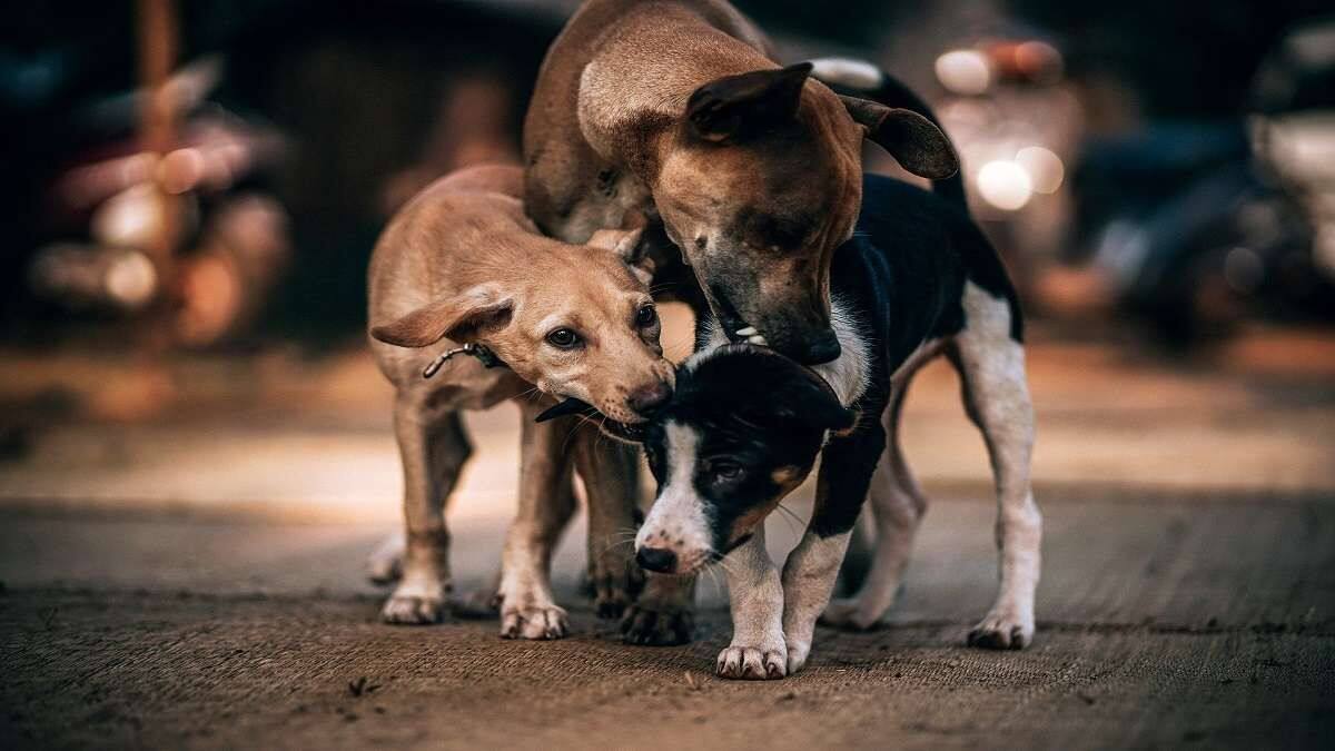 SC Stray Dogs: குழந்தைகள் டூ முதியவர்கள்.. தெரு நாய்கள் பிரச்னை ஒழியுமா? உச்சநீதிமன்றம் சொல்லப்போவது என்ன?