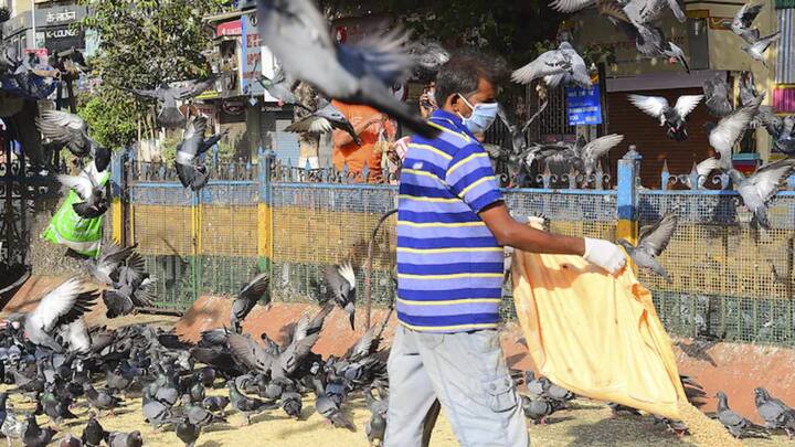 कबुतरखाना बंदीप्रकरणी आज मुंबई हायकोर्टात महत्त्वाची सुनावणी होणार आहे. महाधिवक्त्यांना भूमिका स्पष्ट करण्याचे आदेश हायकोर्टाने दिले होते. कबुतरखान्यांमुळे उद्भवणाऱ्या आरोग्याच्या समस्यांसंदर्भात उच्च न्यायालयाने तज्ज्ञ समिती नेमण्याबाबतही कोर्टाच्या सूचना आहेत. या तज्ज्ञ समितीचीही आज कोर्टात घोषणा होण्याची शक्यता आहे.