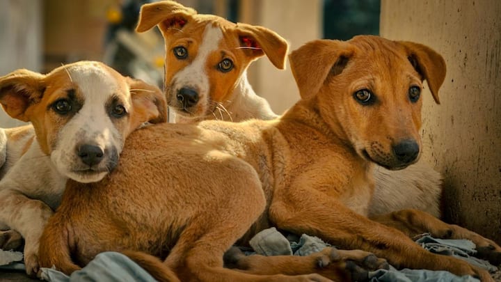 जब महात्मा गांधी को पूरी स्थिति के बारे में पता चला तो उन्होंने अपने विचार रखे. उन्होंने कहा कि इस बारे में कोई दोराय नहीं है कि हिंदुओं में किसी भी जीव हत्या को पाप मानता है. लेकिन जब इसे व्यवहार में लाना हो तब समस्या होती है.