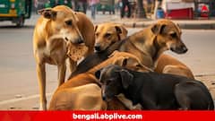 'আমি বিষয়টা দেখছি', পথকুকুরদের সরানো নিয়ে সুপ্রিম কোর্টের নির্দেশ নিয়ে মন্তব্য প্রধান বিচারপতির