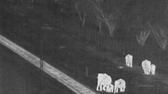 AI Warning System Helps Elephants Cross Railway Track Safely, Tamil Nadu Govt Shares Video