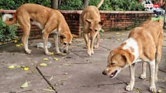 Delhi: 100 Stray Dogs Picked Up In 2 Days; MCD To Act In Phases Starting With Aggressive, Sick Canines