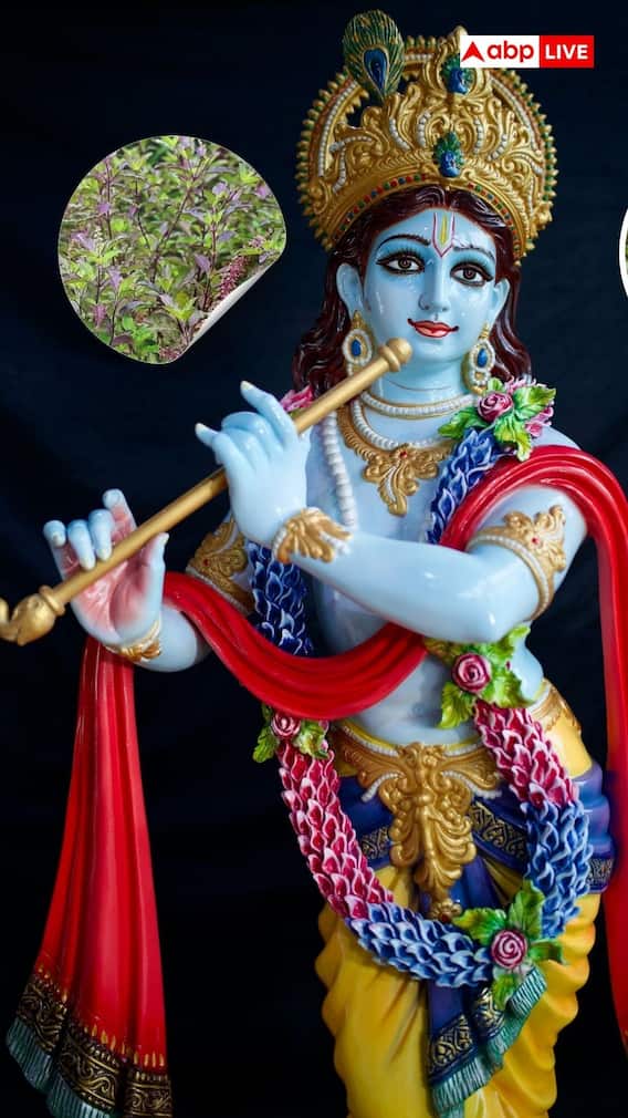 श्रीकृष्ण को तुलसी क्यों चढ़ाते हैं?