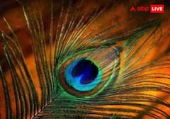 Janmashtami 2025: કૃષ્ણ જન્માષ્ટમી પર ઘરમાં આ જગ્યા પર રાખો મોરપંખ, સુખ શાંતિમાં થશે વધારો