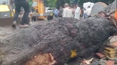 Huge Tree Falls On Bike In Delhi's Kalkaji, 1 Dead And 2 Injured