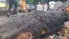 Huge Tree Falls On Bike In Delhi's Kalkaji, 1 Dead And 2 Injured