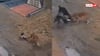 Video: 30 सेकंड तक डेढ़ साल के मासूम को नौंचते रहे 3 कुत्ते, एक पैर खींच कर ले गया, वीडियो वायरल