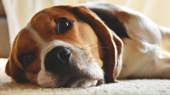 बीगल छोटे आकार के, चंचल और खेलने के शौकीन होते हैं. बच्चों और बुजुर्गों दोनों के लिए परफेक्ट हैं.