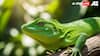 World Lizard Day 2025 — 6 Weird Lizard Behaviours That Will Surprise You
