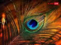 Janmashtami 2025: कृष्ण जन्माष्टमी पर घर में इन स्थानों पर रखें मोर पंख, बढ़ेगा सौभाग्य आएगी सुख-शांति