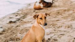 आवारा कुत्तों पर सुप्रीम कोर्ट सख्त, जानिए अमेरिका-ब्रिटेन जैसे देशों में स्ट्रीट डॉग्स के लिए क्या हैं नियम