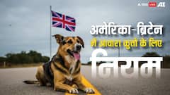 आवारा कुत्तों पर सुप्रीम कोर्ट सख्त, जानिए अमेरिका-ब्रिटेन जैसे देशों में स्ट्रीट डॉग्स के लिए क्या हैं नियम