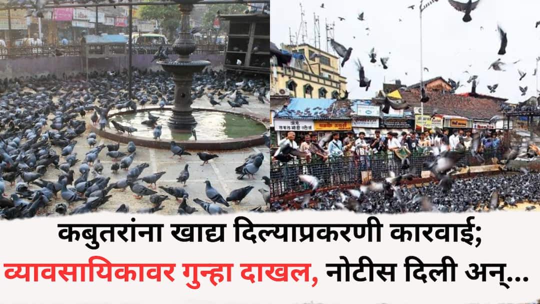 Kabutar Khana: कबुतरांना खाद्य दिल्याप्रकरणी कारवाई; व्यावसायिकावर गुन्हा दाखल, नोटीस दिली अन्... आत्तापर्यंत किती गुन्हे दाखल? Mumbai News Action taken against the businessman for feeding pigeons Case registered against him notice issued and released How many cases have been registered so far Kabutar Khana: कबुतरांना खाद्य दिल्याप्रकरणी कारवाई; व्यावसायिकावर गुन्हा दाखल, नोटीस दिली अन्... आत्तापर्यंत किती गुन्हे दाखल?