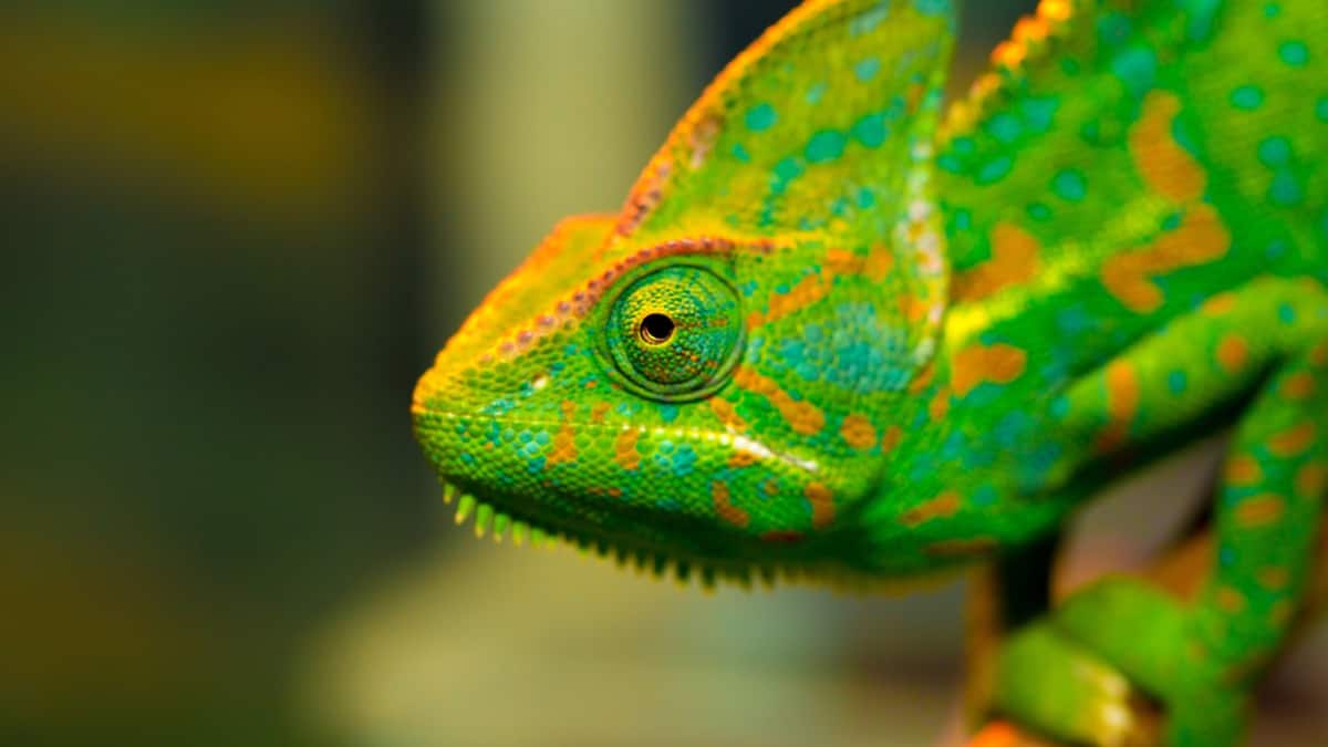 (Image Source: Twitter/@RainforestTrust)