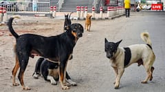 बवाल के बीच आवारा कुत्तों पर आज सुप्रीम कोर्ट की स्पेशल बेंच करेगी सुनवाई, फैसला देने वाले पुराने जज नहीं हैं इसमें शामिल