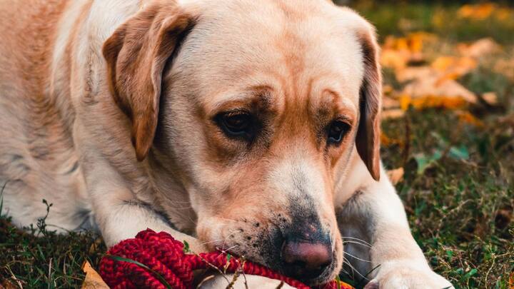 लैब्राडोर रिट्रीवर दोस्ताना, समझदार और बच्चों के साथ बेहद मिलनसार। आसानी से ट्रेन हो जाते हैं और सुरक्षा के साथ-साथ प्यार भी देते हैं.
