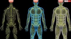 ਨਸਾਂ 'ਚ ਬਲਾਕੇਜ ਹੋਣ 'ਤੇ ਨਜ਼ਰ ਆਉਂਦੇ ਆਹ ਲੱਛਣ, ਇਨ੍ਹਾਂ ਨੁਸਖਿਆਂ ਨਾਲ ਤੁਰੰਤ ਪਾਓ ਆਰਾਮ