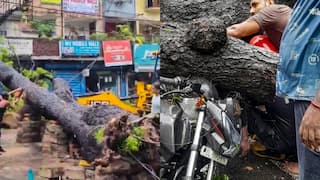 Delhi: बारिश के दौरान पेड़ गिरने से हुई शख्स की मौत, अब CM रेखा गुप्ता ने उठाया ये बड़ा कदम