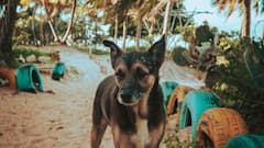 आवारा कुत्तों पर सुप्रीम कोर्ट सख्त, जानिए अमेरिका-ब्रिटेन जैसे देशों में स्ट्रीट डॉग्स के लिए क्या हैं नियम